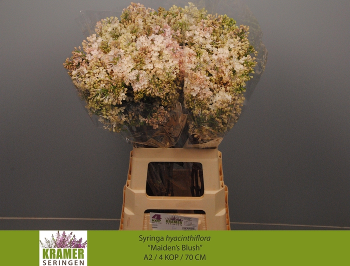 <h4>SYR HY MAIDENS BLUSH</h4>