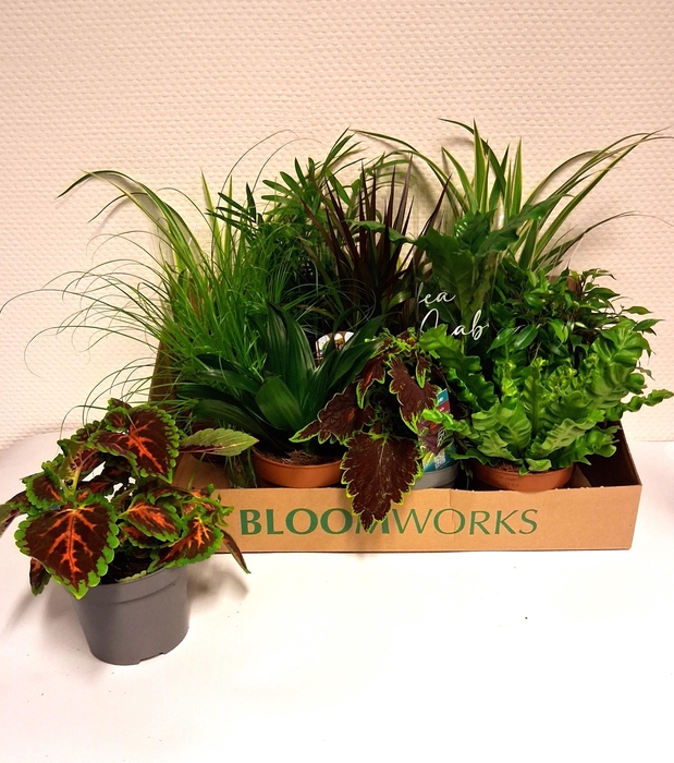 <h4>KAMERPL GEM OV</h4>