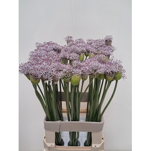 ALLIUM GROOTBLOEMIG