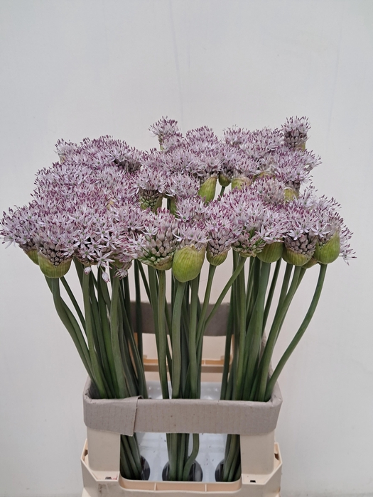 <h4>ALLIUM GROOTBLOEMIG</h4>