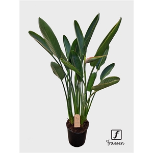 F Strelitzia Reginae (in knop)