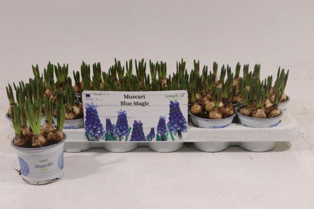 <h4>MUSCARI BLUE MAGIC P9</h4>