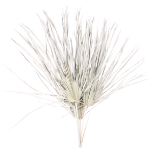 Palm Sun Big 5pc Bunch White Misty