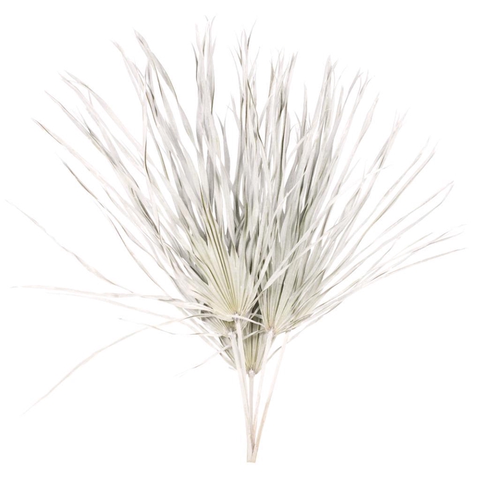 <h4>Palm Sun Big 5pc Bunch White Misty</h4>