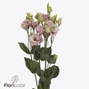 Lisianthus do alissa light pink