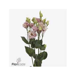 Lisianthus do alissa light pink