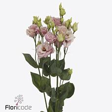 <h4>Lisianthus do alissa light pink</h4>