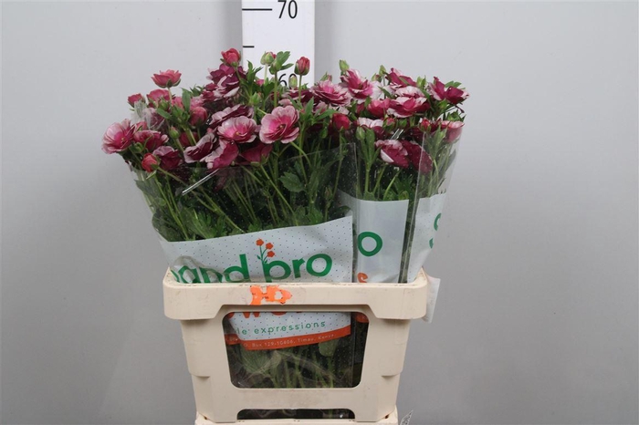 <h4>Ran Magical Raspberry</h4>