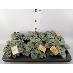 Peperomia