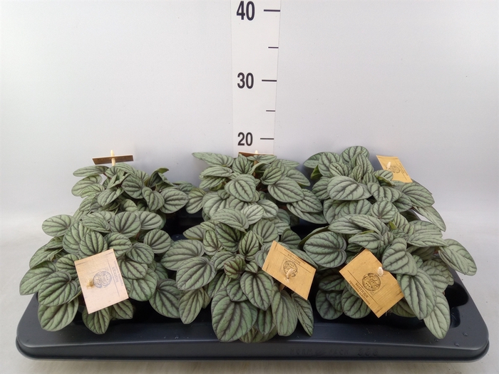 <h4>Peperomia</h4>