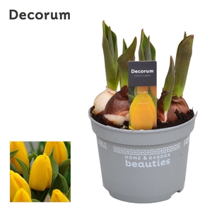 Tulp Yellow Flair