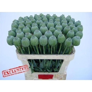 Papaver Som Bowl Bal Zd
