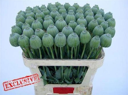 <h4>Papaver Som Bowl Ball Zd</h4>
