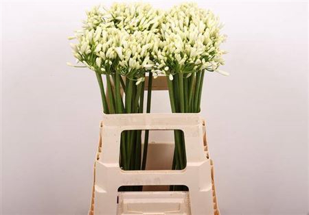 <h4>Agap Gletsjer 60cm</h4>