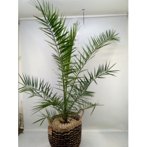 Arr.   Kamerplant Groen H%