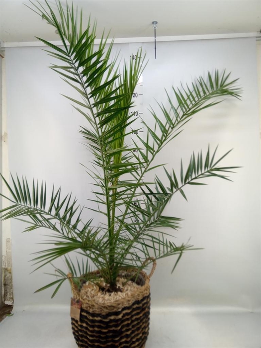 <h4>Arr. Kamerplant Groen H%</h4>