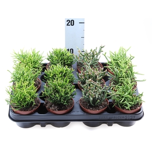 Rhipsalis   ...mix