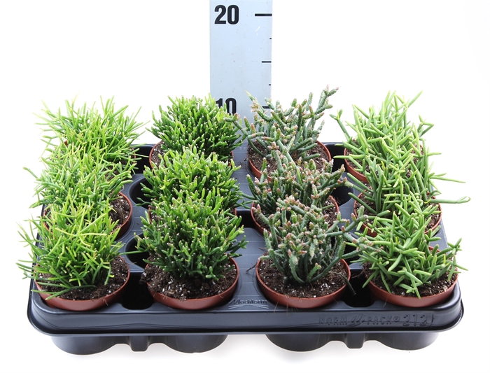 <h4>Rhipsalis   ...mix</h4>