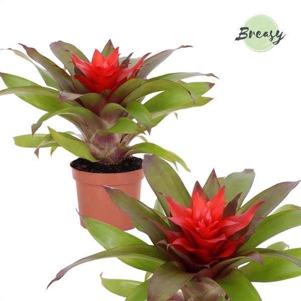 <h4>Guzmania Lorena</h4>