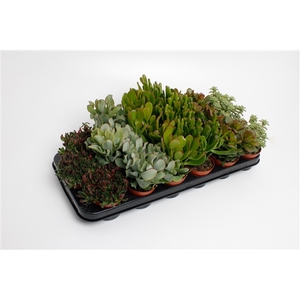 Crassula Mix