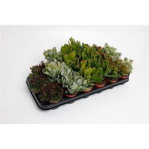 Crassula mix