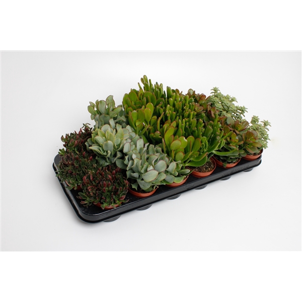 <h4>Crassula Mix</h4>