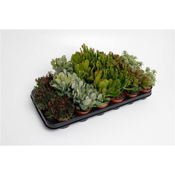 <h4>Crassula mix</h4>