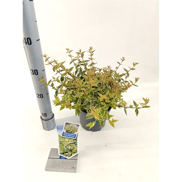 <h4>Abelia grandiflora 'Happy Daydream'® PBR</h4>