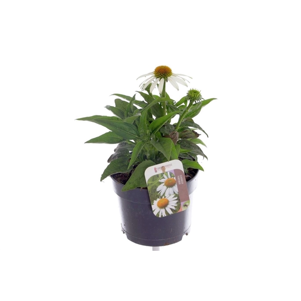 <h4>Echinacea purp. Sombrero Alba</h4>