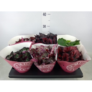 Begonia BD 'Beleaf'   ...mix