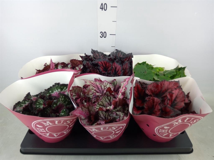 <h4>Begonia BD 'Beleaf'   ...mix</h4>