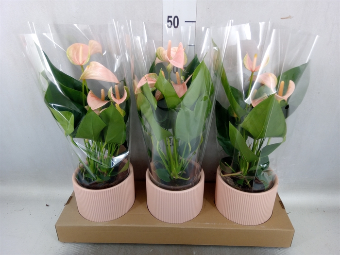 Anthurium andr. 'Joli Peach'