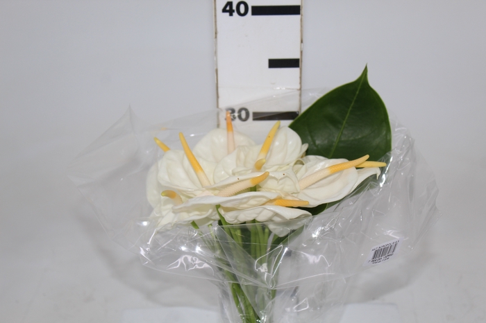 <h4>ANTHURIUM ACROPOLIS 6/7.5 025 CM DIAM MIN 6 CM BRANCO</h4>