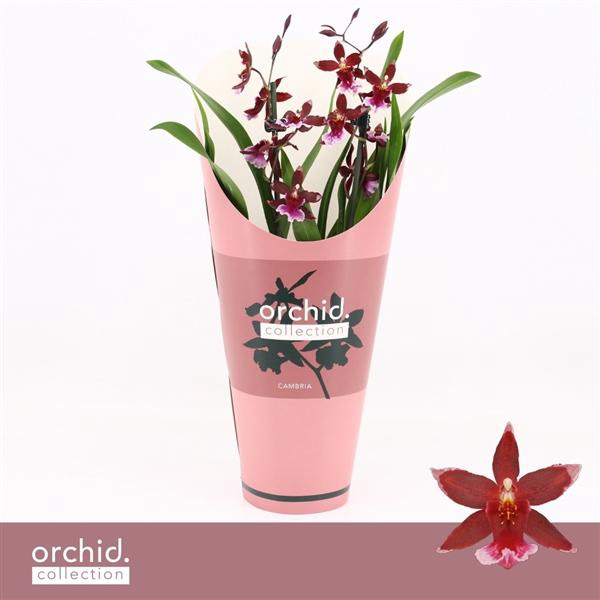 <h4>Barrocco Red, 2-spike Compact 'Orchid Collection' Potcover</h4>