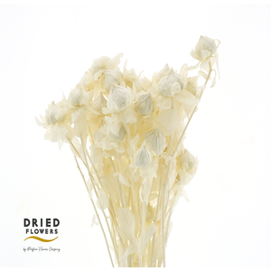 Dried Bleached Carthamus