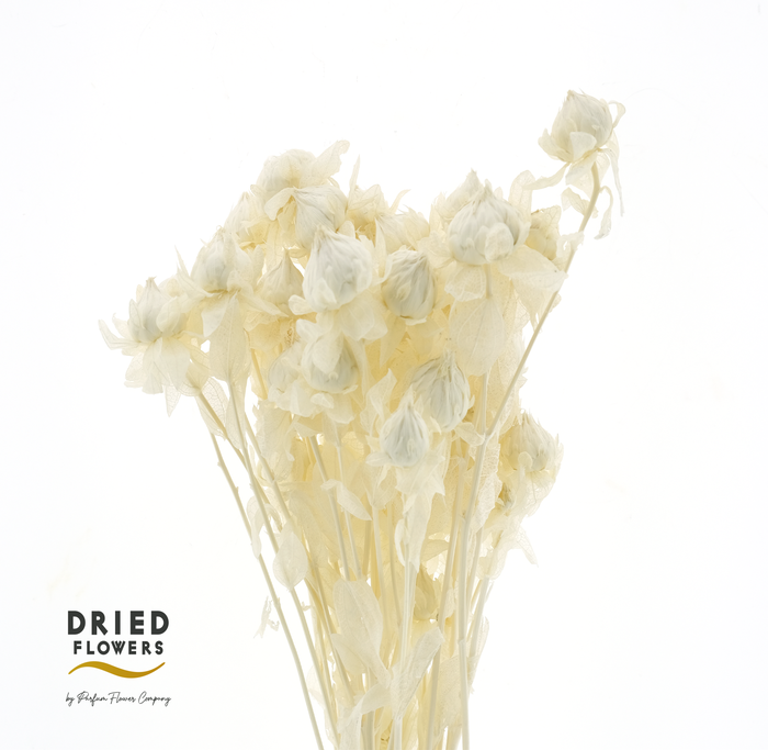 <h4>Dried Bleached Carthamus</h4>