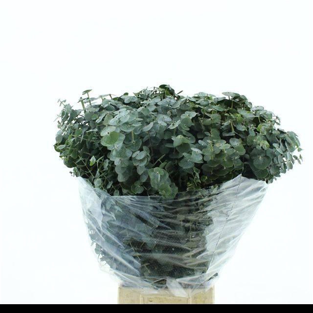 <h4>EUCA CINEREA</h4>