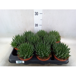 Aloe   ...