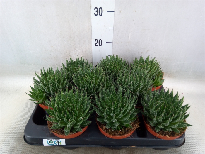 <h4>Aloe   ...</h4>