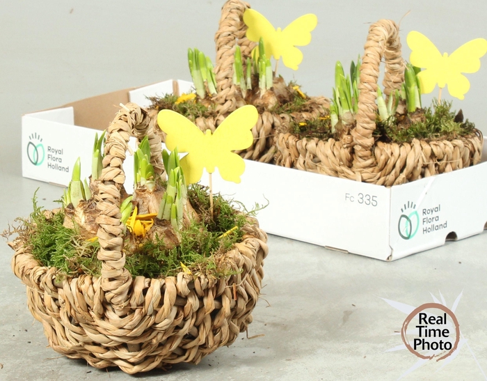 <h4>ARR NARCISSUS</h4>