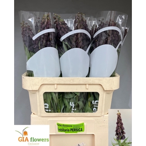 FRIT PERSICA