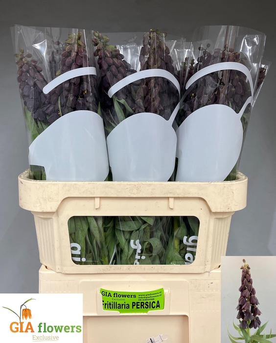 <h4>Fritillaria persica</h4>