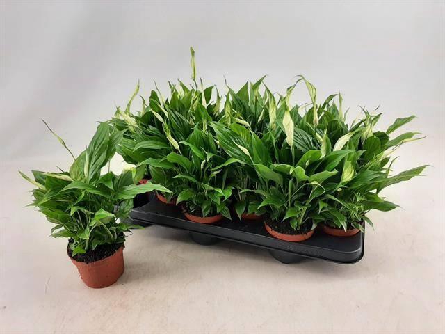 <h4>SPATH CHOPIN</h4>