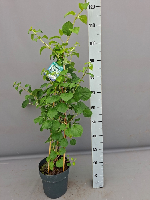 <h4>HYDR PETIOLARIS</h4>