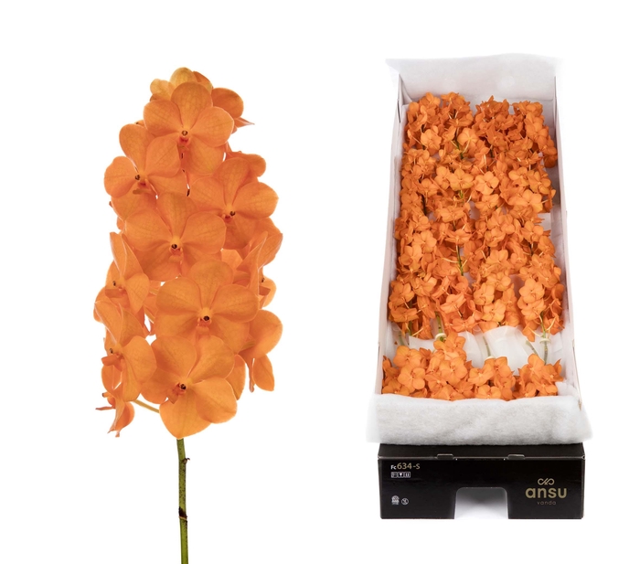 <h4>Vanda 24 tak Princess orange</h4>