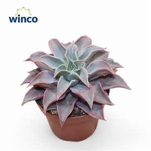 Echeveria Madiba