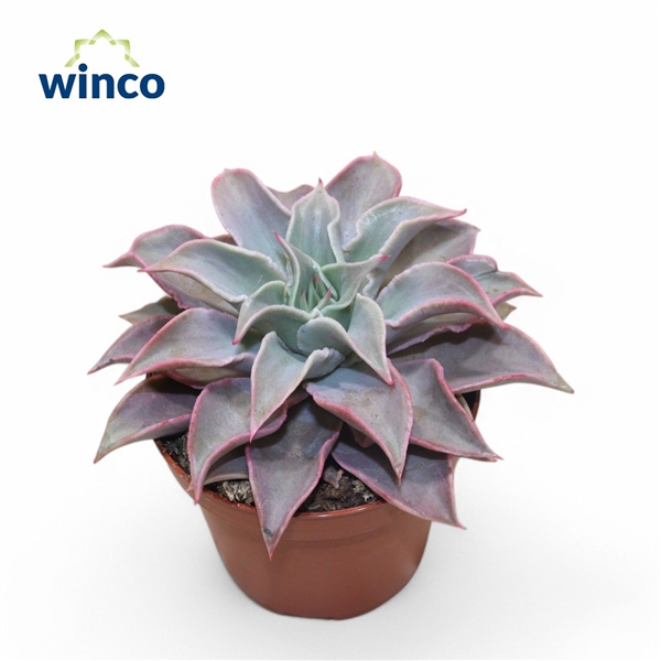 <h4>Echeveria Madiba</h4>