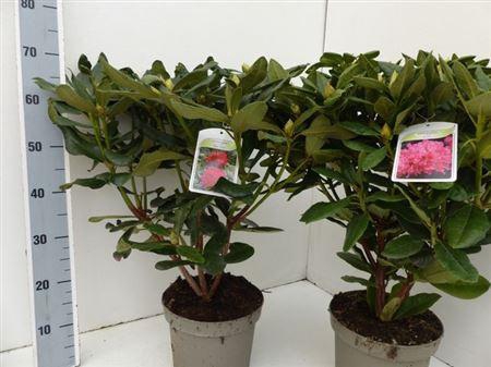 <h4>Rhod Gem Outdoor</h4>