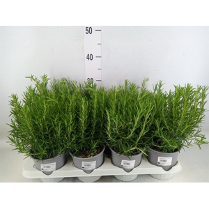 Rosmarinus offi.   ...