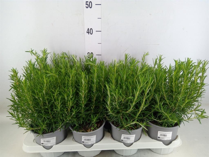 <h4>Rosmarinus offi.   ...</h4>